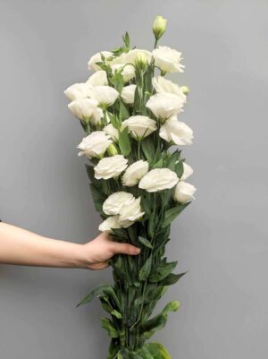 Tường trắng đà lạt