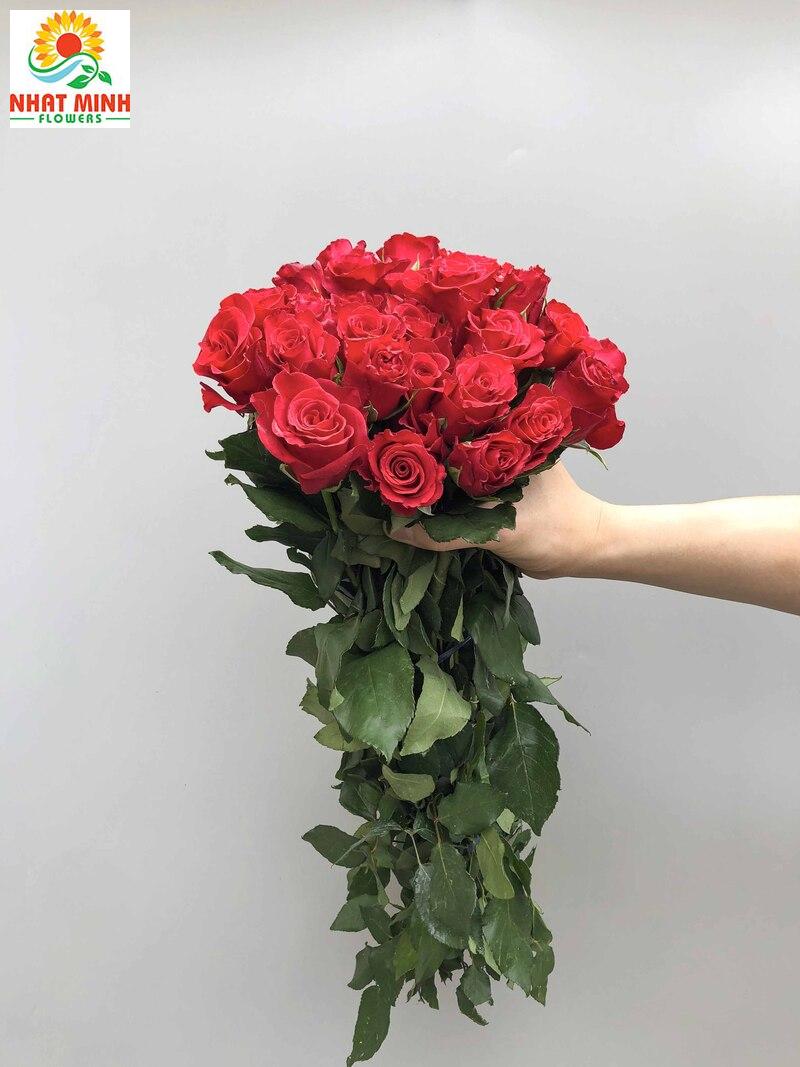 đỏ pháp đỏ pháp