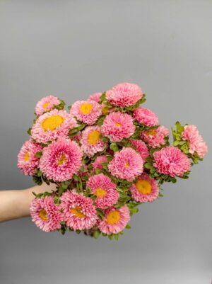 cúc nhật cá hồi