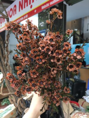 Thanh liễu cà phê