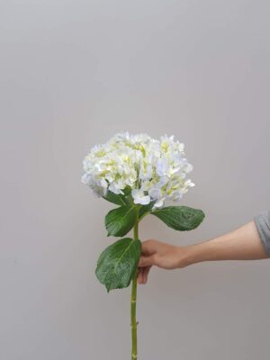 cẩm tú cầu xanh