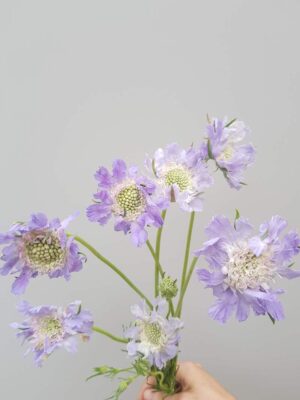 Scabiosa tím