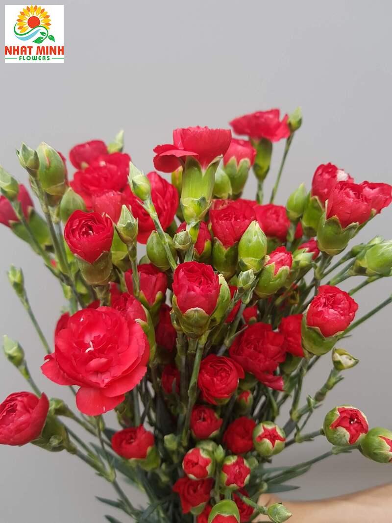 Phăng chùm đỏ Phăng chùm đỏ