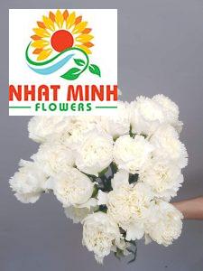 Phăng đơn trắng