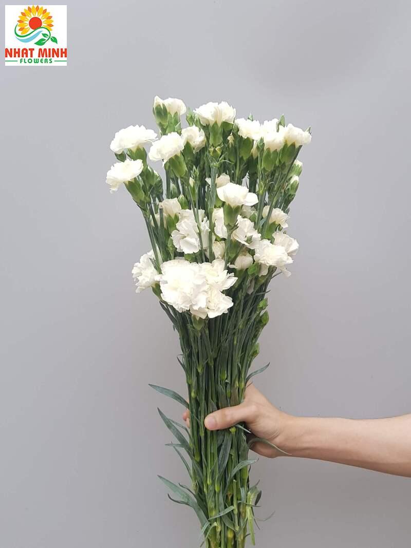 Phăng chùm trắng Phăng chùm trắng