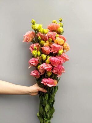 cát tường kem đà lạt