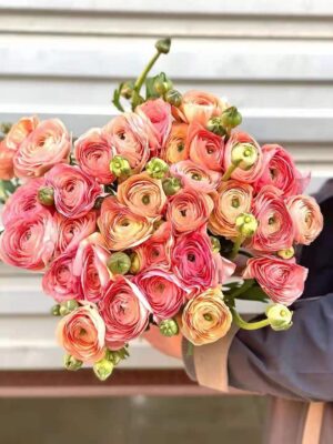 mao lương cá hồi