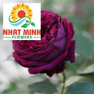 hoa hồng tím rượu vang