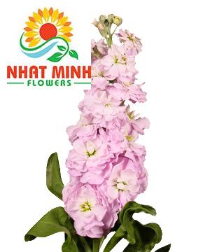 phi yến kép hồng