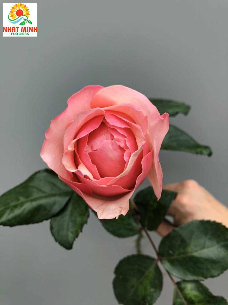 hoa hồng viktor hoa hồng viktor