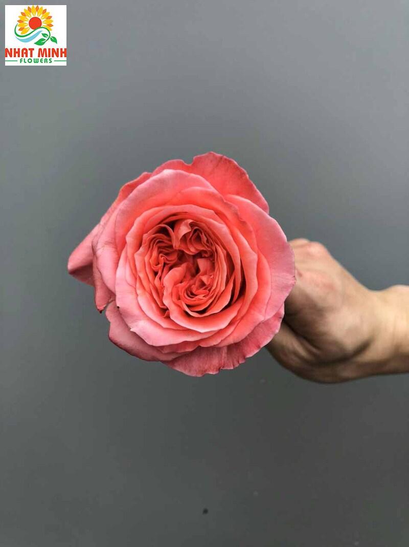 Hồng London Hồng London