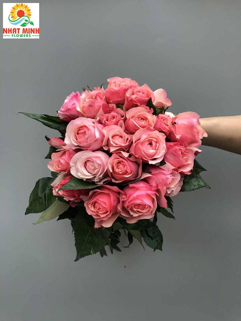 hồng hermosa hồng hermosa