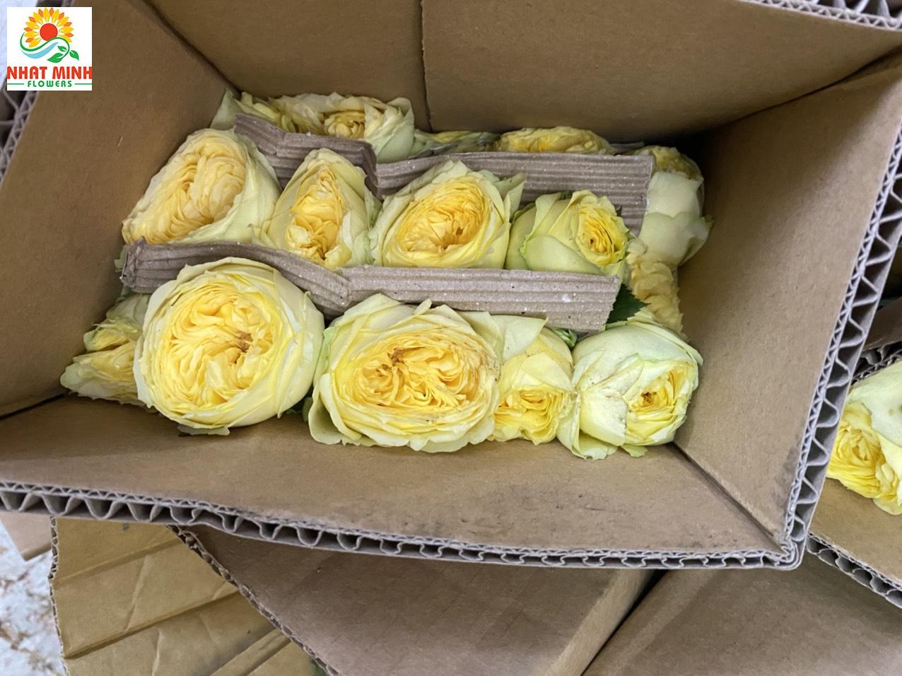 Hoa hồng catalina Hoa hồng catalina