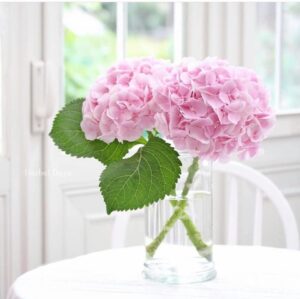 cẩm tú cầu hồng hasfarm