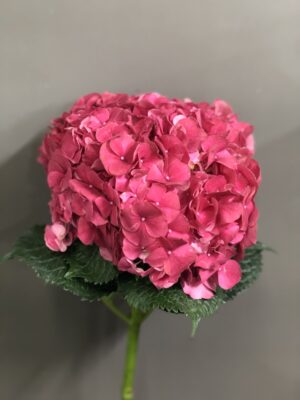 cẩm tú cầu hồng đậm hasfarm