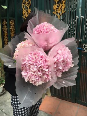 cẩm tú cầu hồng tàu