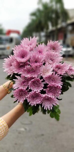 Hoa cúc lưới hồng