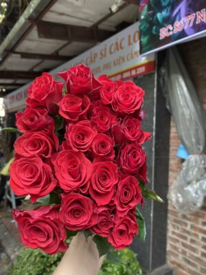 hoa hồng đỏ sa đà lạt