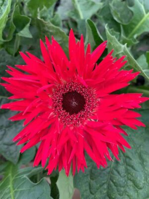 Hoa đồng tiền kim đỏ