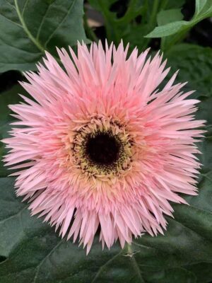 Hoa đồng tiền kim hồng