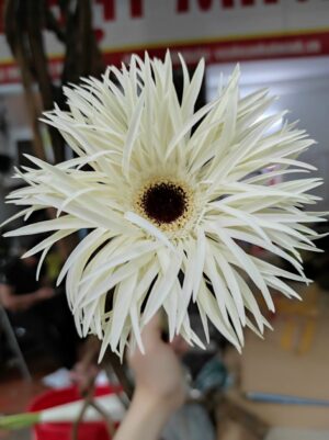 hoa đồng tiền kim trắng