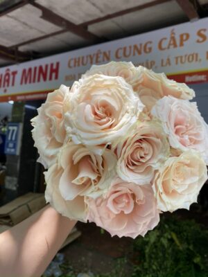 hoa hồng good land