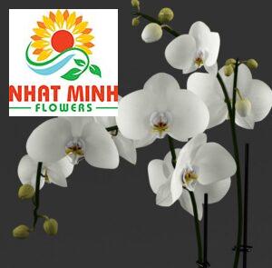 hoa lan hồ điệp trắng ab