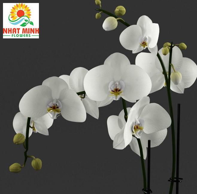 hoa lan hồ điệp trắng ab