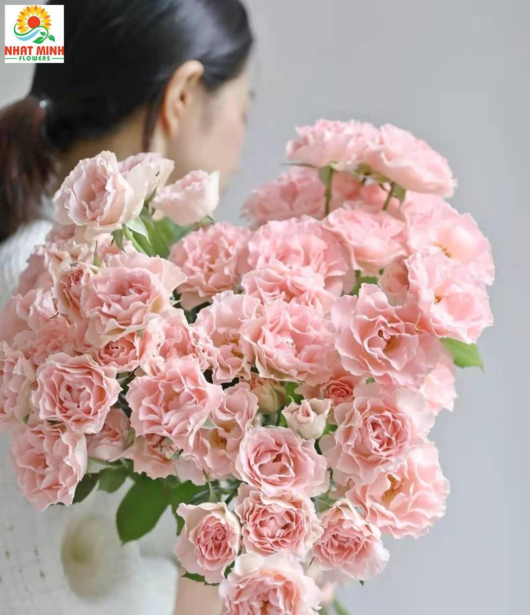 hồng chùm nàng tiên cá hồng chùm nàng tiên cá