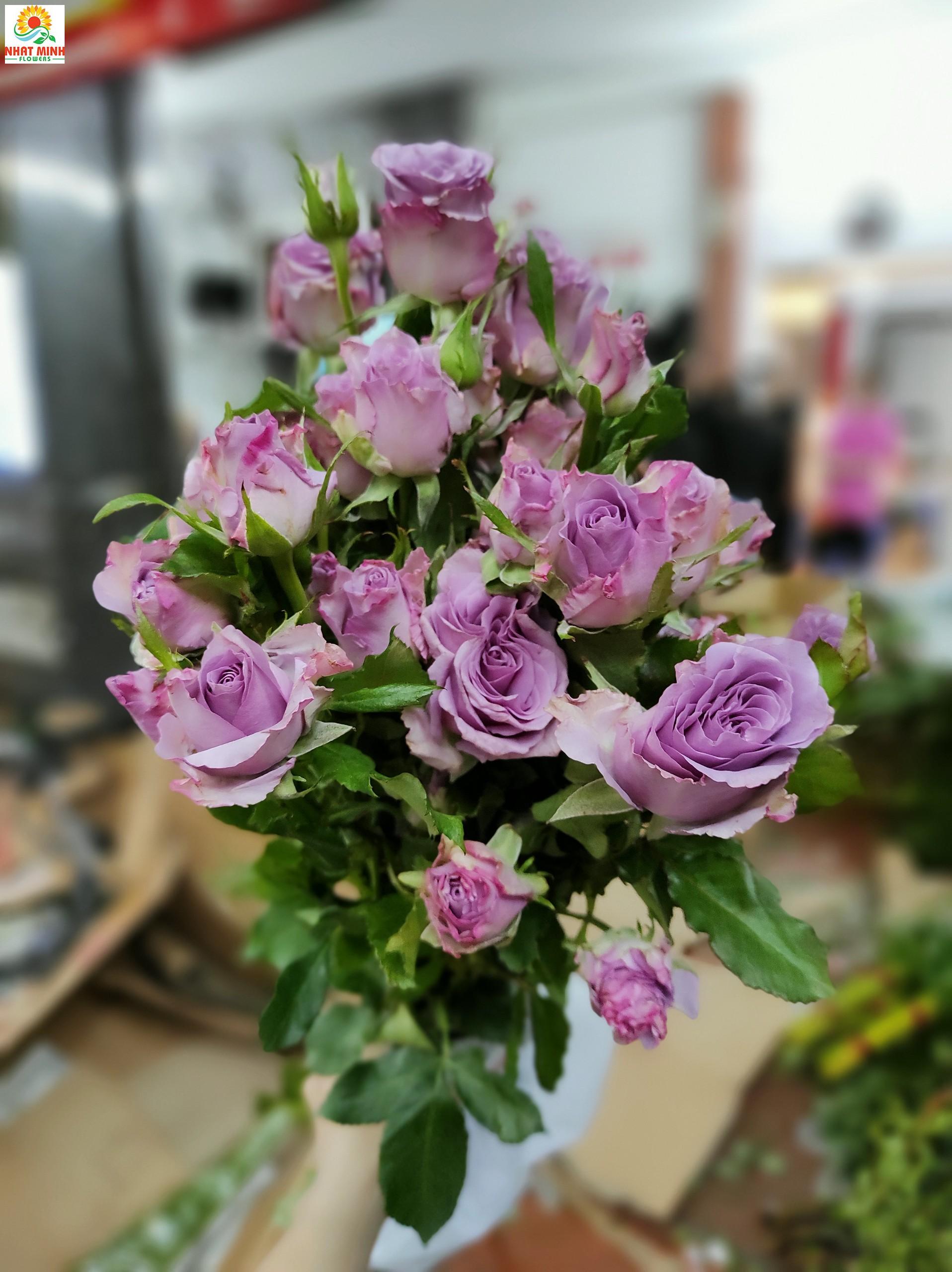 Hoa hồng chùm tím Hoa hồng chùm tím