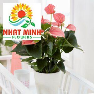 Hoa hồng môn hồng