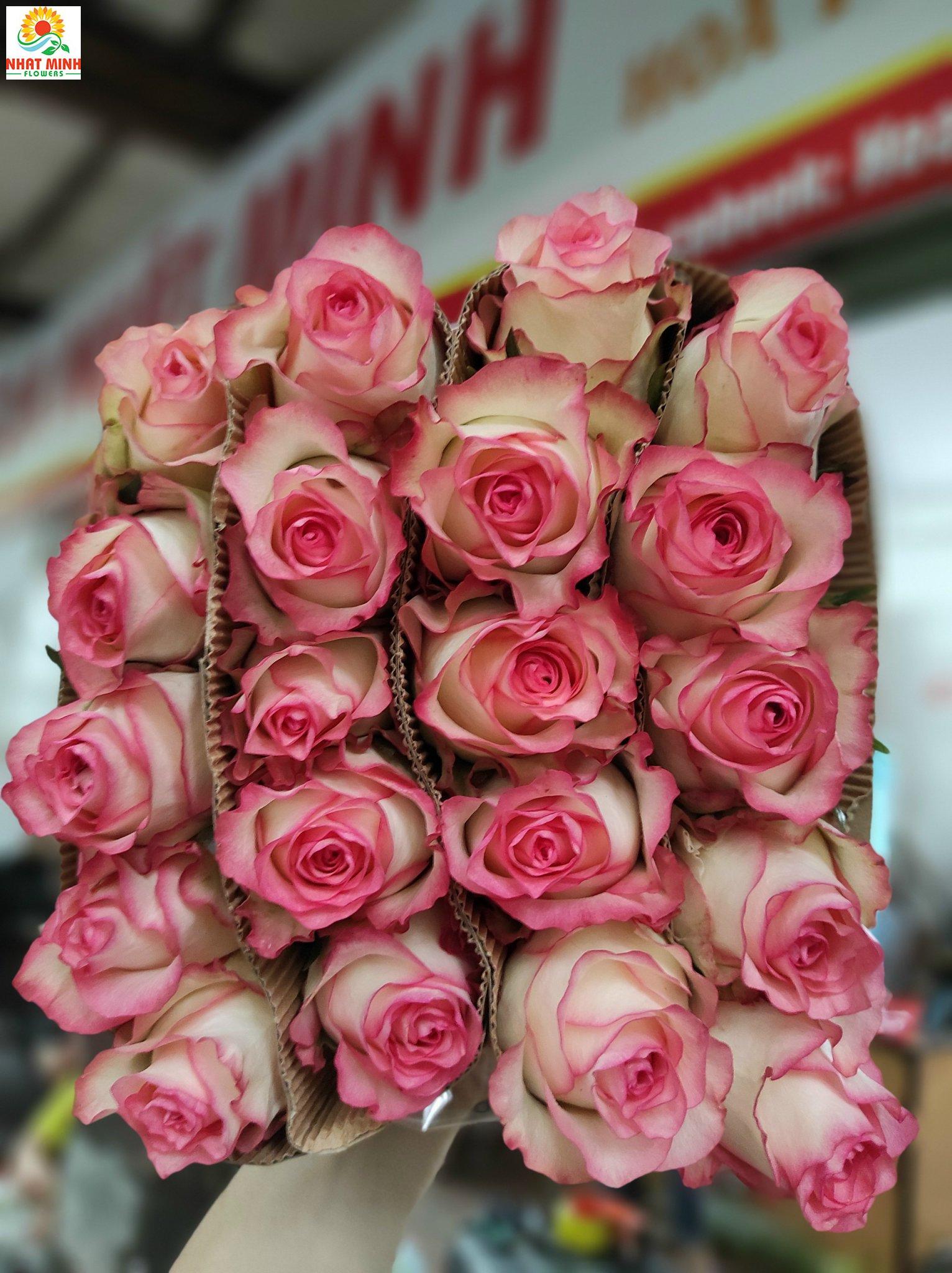 Hoa hồng Hỷ trứng (Elsa) Hoa hồng Hỷ trứng (Elsa)