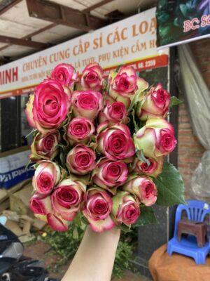 Hoa hồng hỷ xanh đà lạt