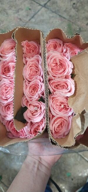 Hoa hồng london côn minh