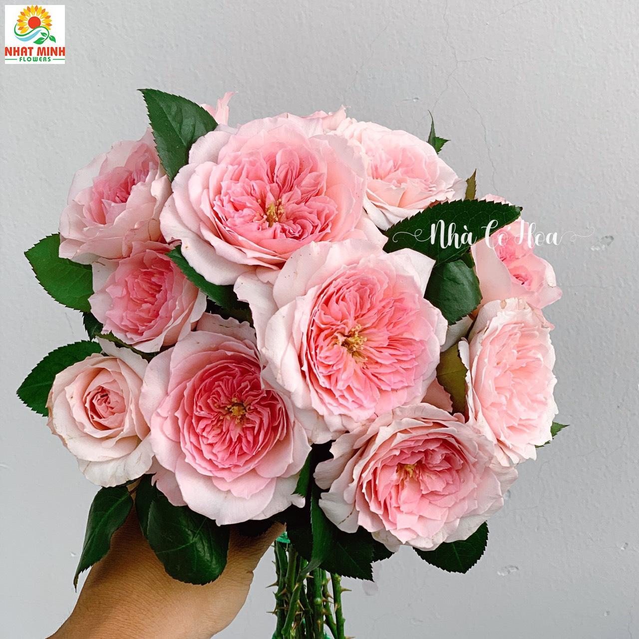 Hoa hồng mayra Hoa hồng mayra