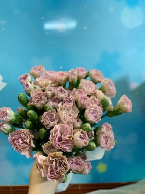 phăng chùm cà phê