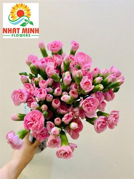 phăng chùm hồng phăng chùm hồng