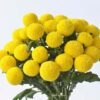 Hoa cúc ping pong vàng