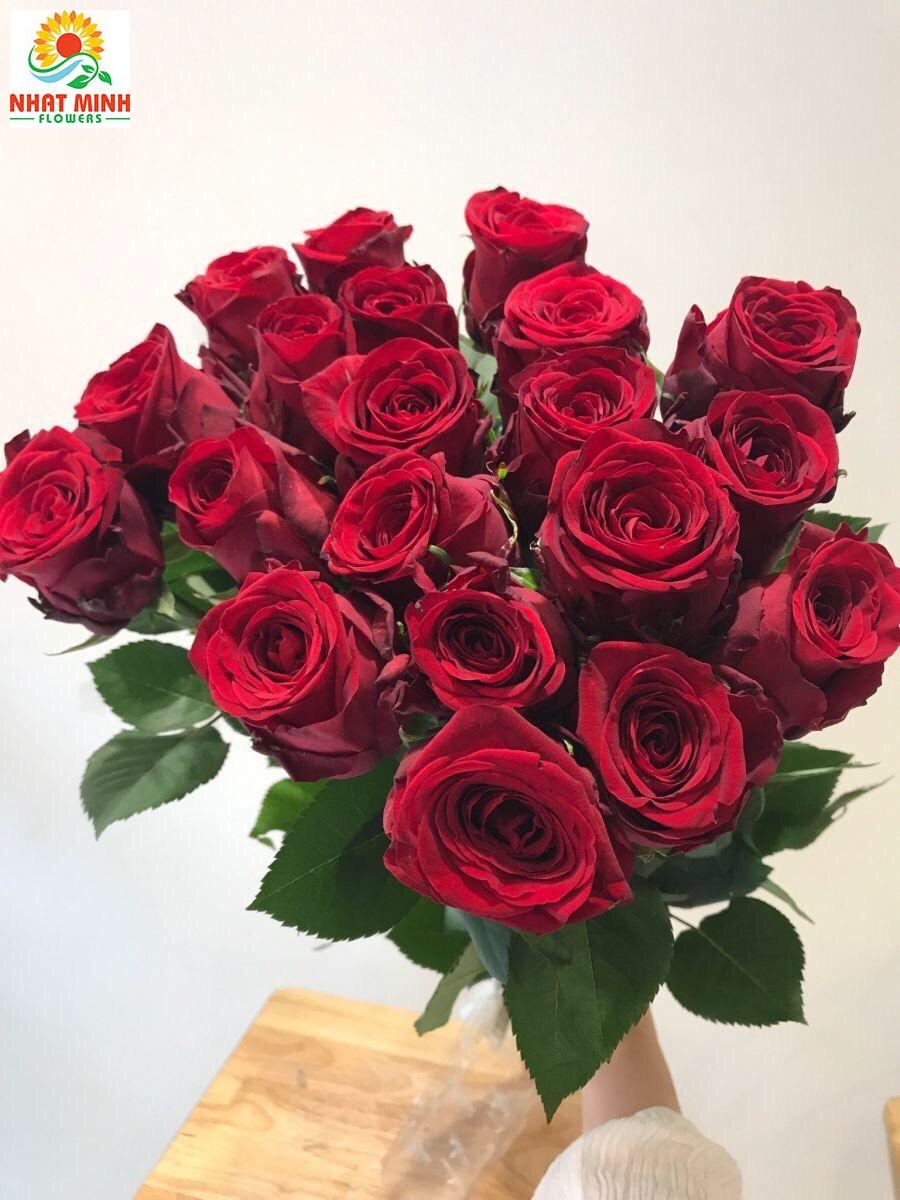 hoa hồng red naomi vuon hoa hồng red naomi vuon