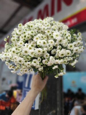 cúc tana cánh kép