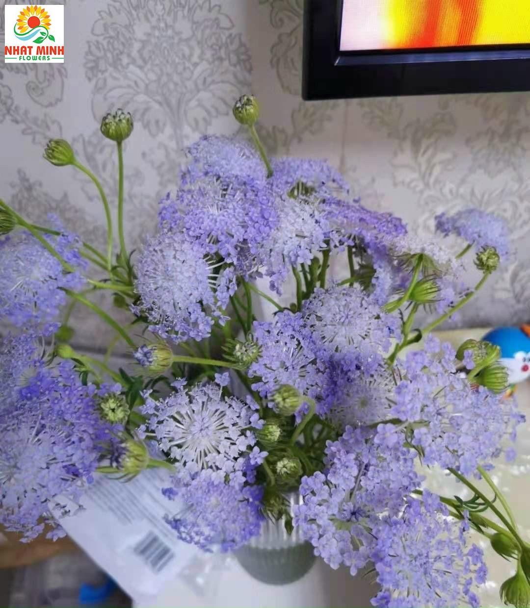 thúy châu tím thúy châu tím