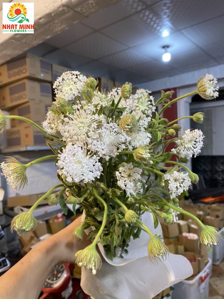 thúy châu trắng thúy châu trắng