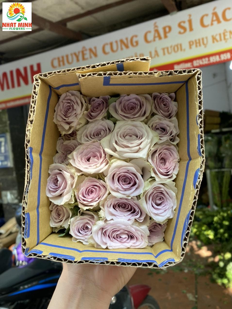 tím lavender tím lavender