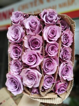 hoa hồng tím sơn tử