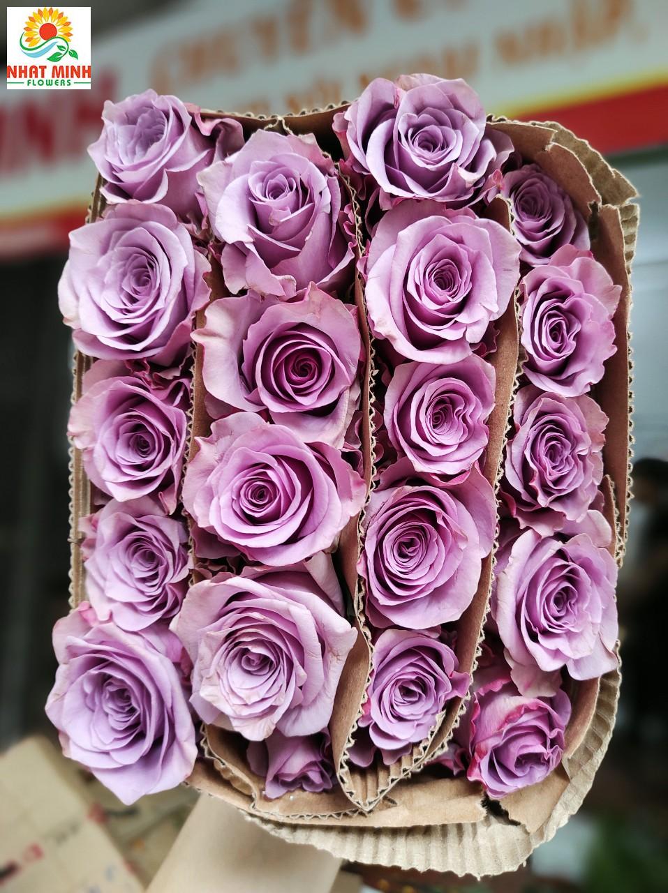 hoa hồng tím sơn tử hoa hồng tím sơn tử