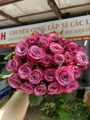 Hoa hồng tím xoáy đà lạt