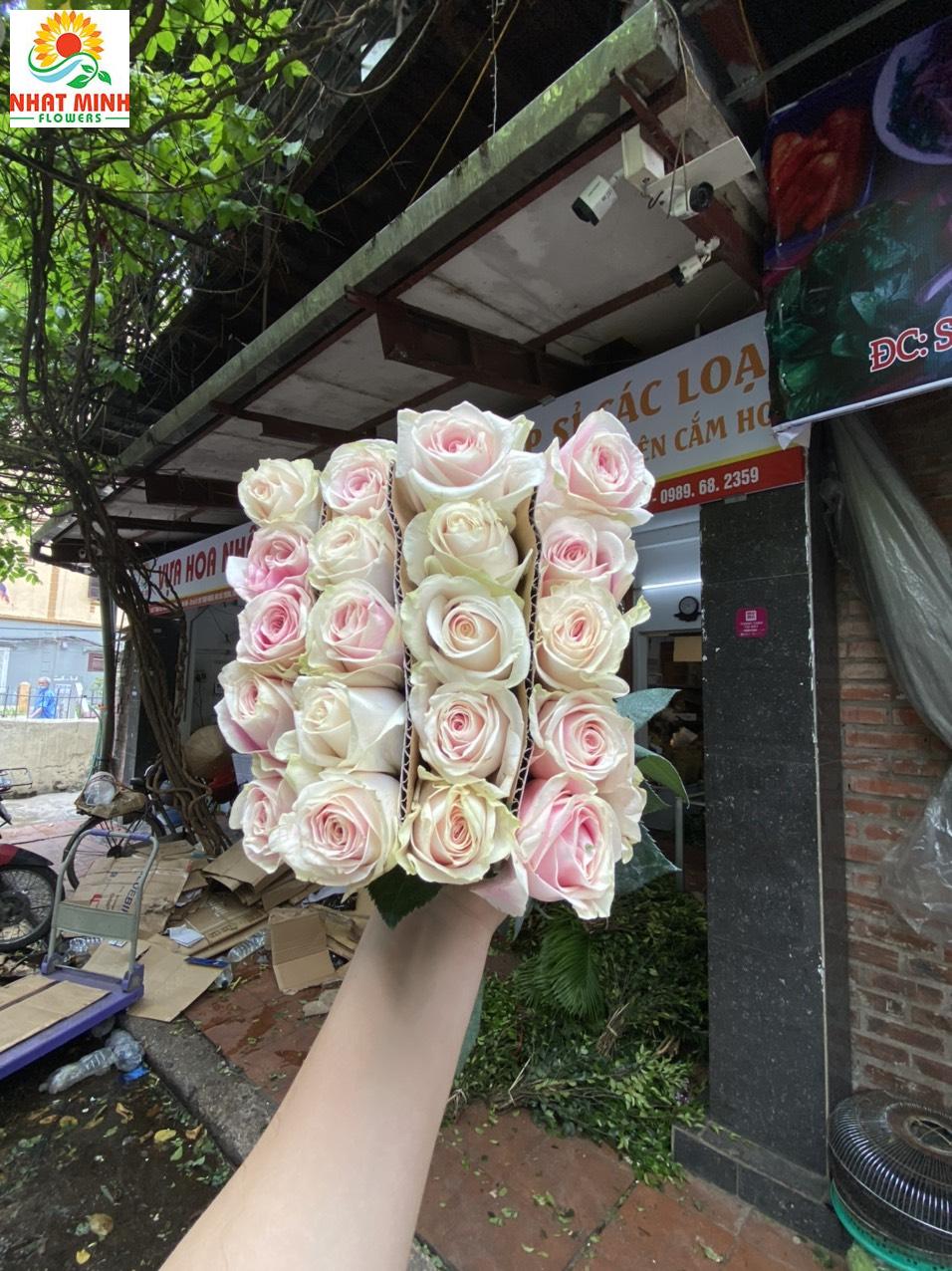 hoa hồng trà hoa hồng trà