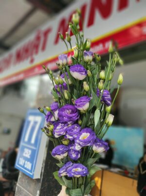 cát tường tím đl