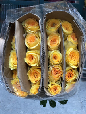 hoa hồng vàng chùa côn minh