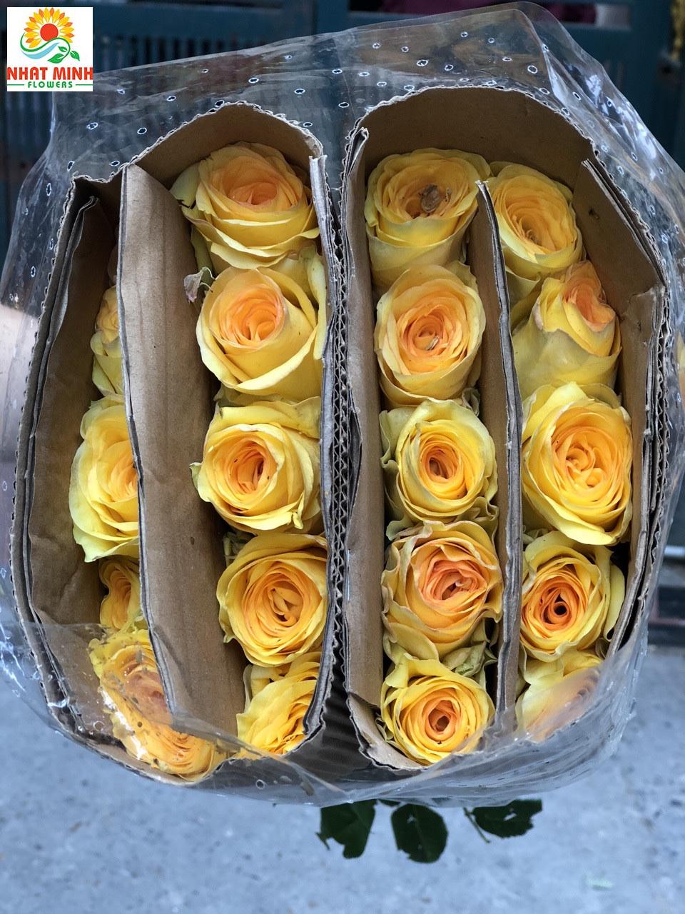 hoa hồng vàng chùa côn minh hoa hồng vàng chùa côn minh